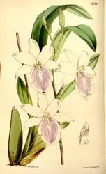 Ilustração, de, miltonia, regnellii